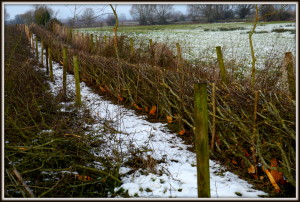 Hedgelaying in Somerset