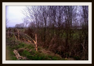 Hedgelaying in Somerset